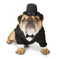 100% Polyester Tuxedo Halloween Large Dog Formal Wear Costume For Bulldog